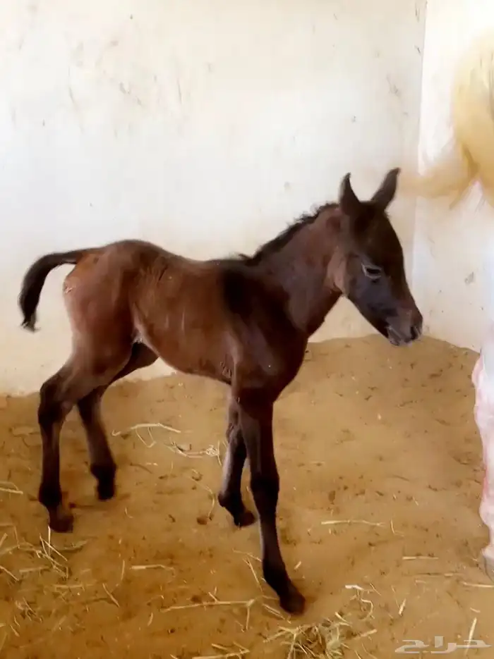 للبيع جملة فرس و مهره و مهره و مهر 3