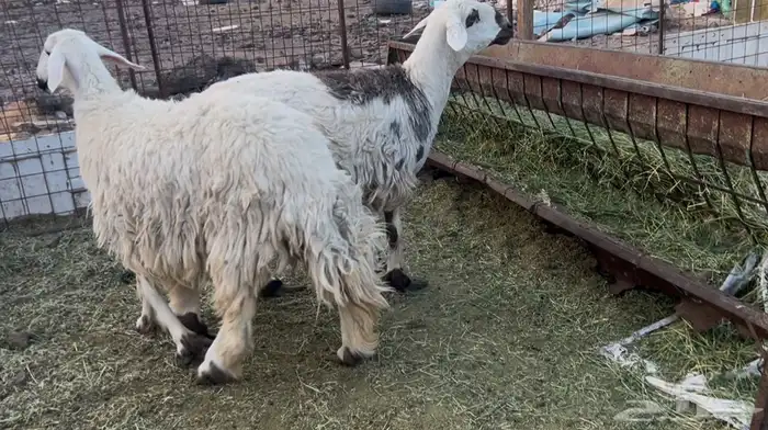 للبيع رخال ثنيه ورباع حيل وشحم 0