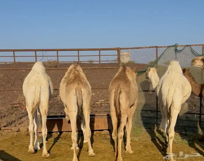 قعدان برية طيبة 1