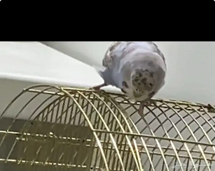 بادجي ضايع بضاحية الملك فهد 1