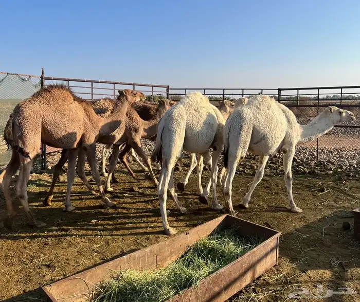 قعدان برية طيبة 0
