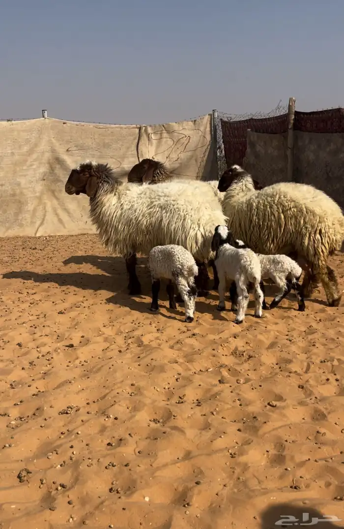 اربع متابيع ثنتين ثنيات وثنتين رباعيات يتبعها خروفين ورخلين 8