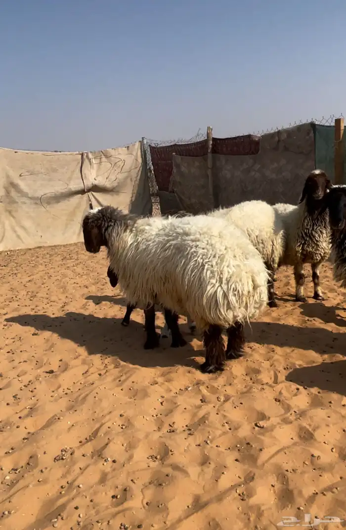 اربع متابيع ثنتين ثنيات وثنتين رباعيات يتبعها خروفين ورخلين 6