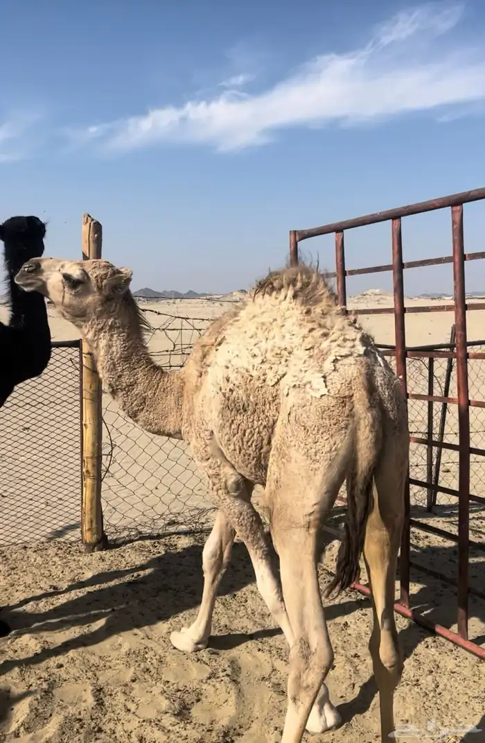 قعدان تربيه 2