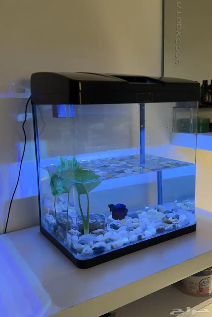 حوض سمك قزاز 1