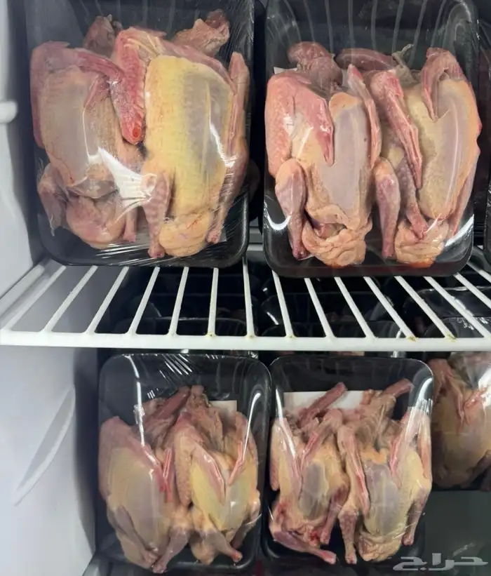 زغاليل حمام فرنسي 0