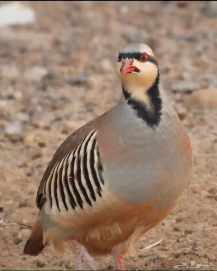 حجل قهد سفع شنير 0