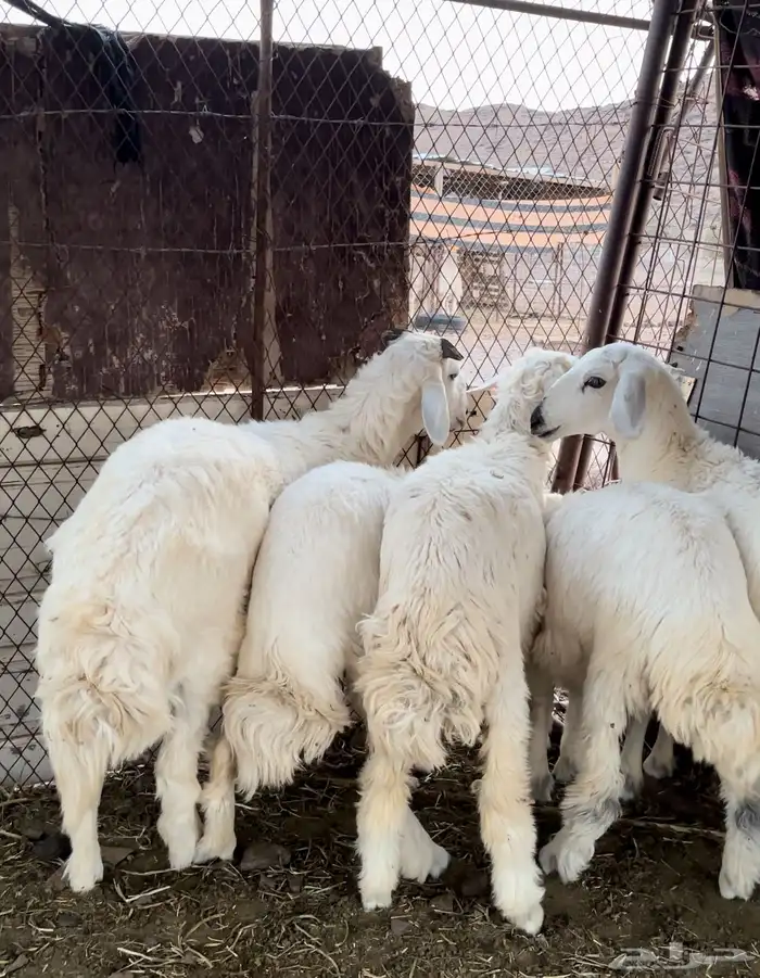 4رخال وطلي 0