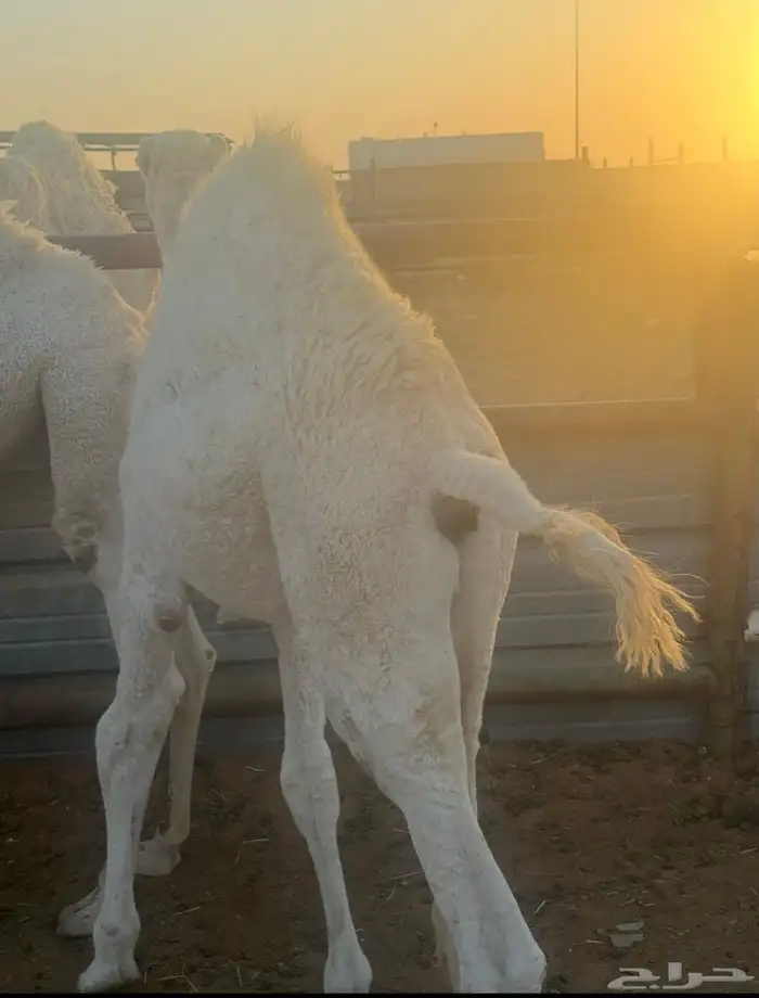 قعود سمين فل شرط 1