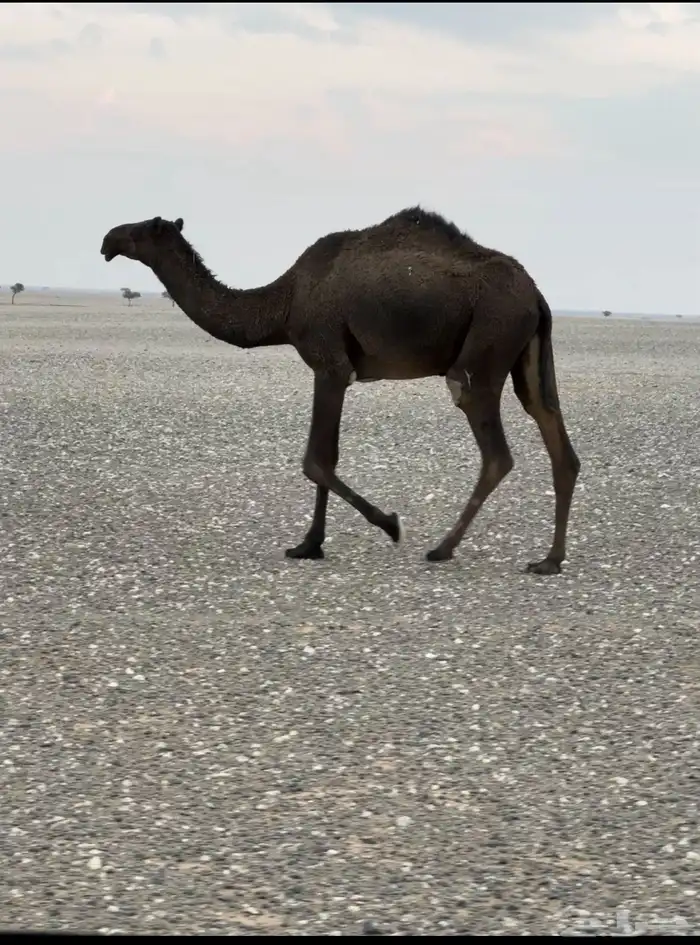 بكره مجهم للبيع 0