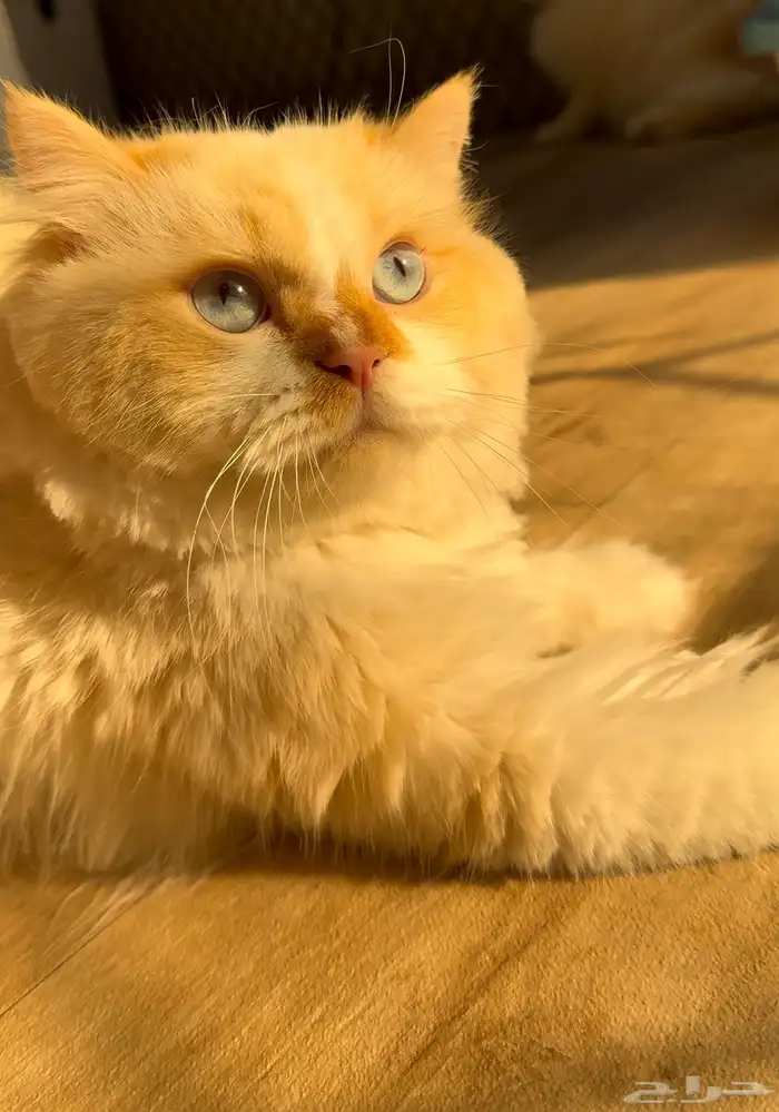 قط للتبني انقورا تركي 1