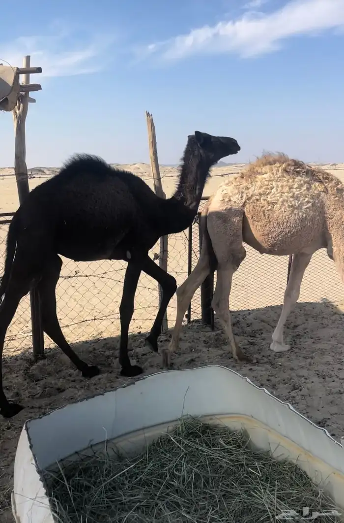 قعدان تربيه 4