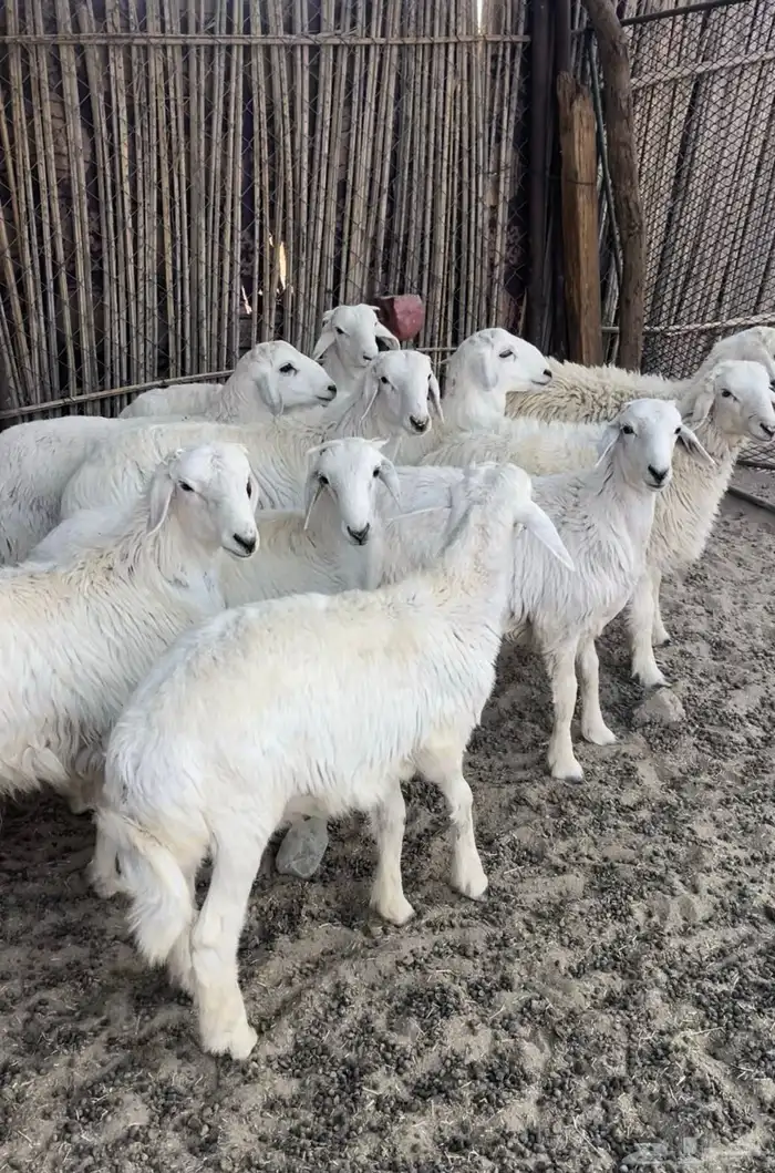 طليان طيبات وسمان 8