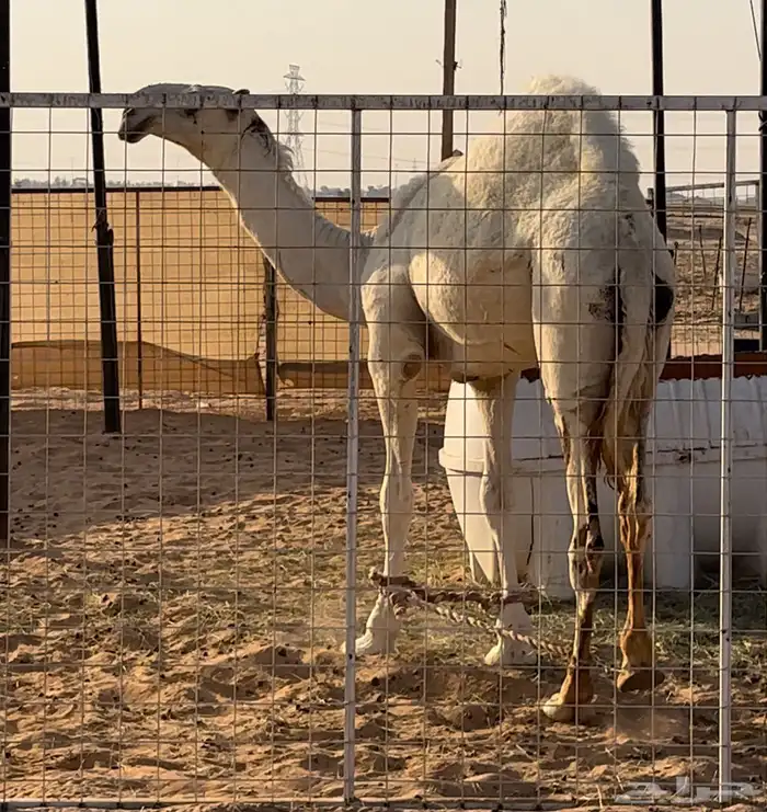 قعود فاخر تمامي وعلى الشرط 3