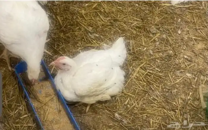 دجاج لاحم روس 308 0