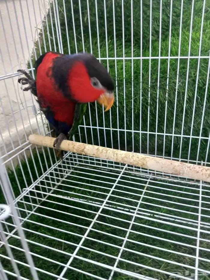 مطلوب لوري بلاك كاب ذكر منتج 1