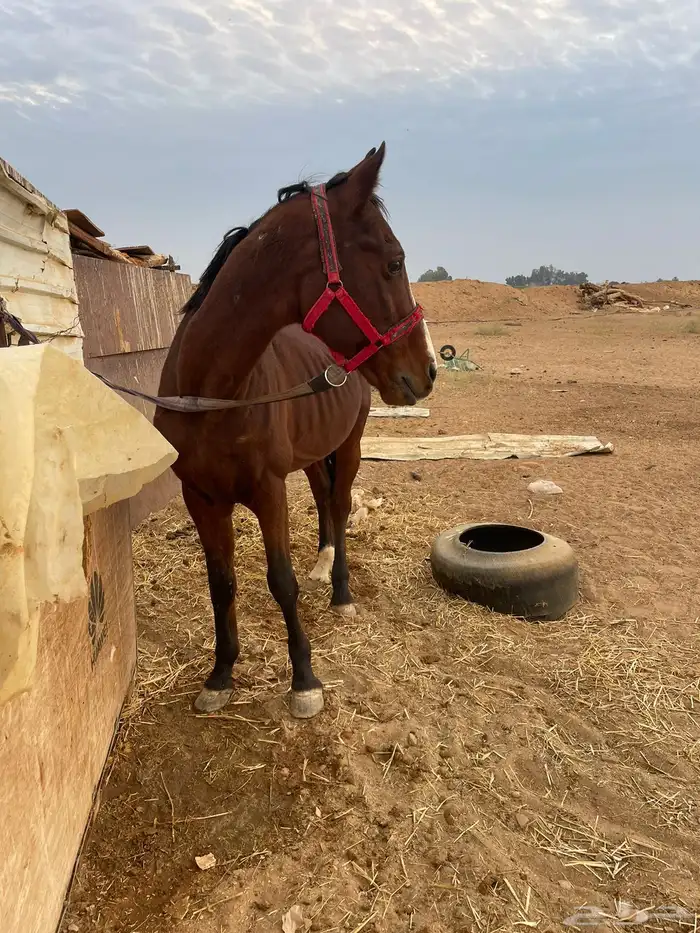 حصان انقليزي للبيع 1