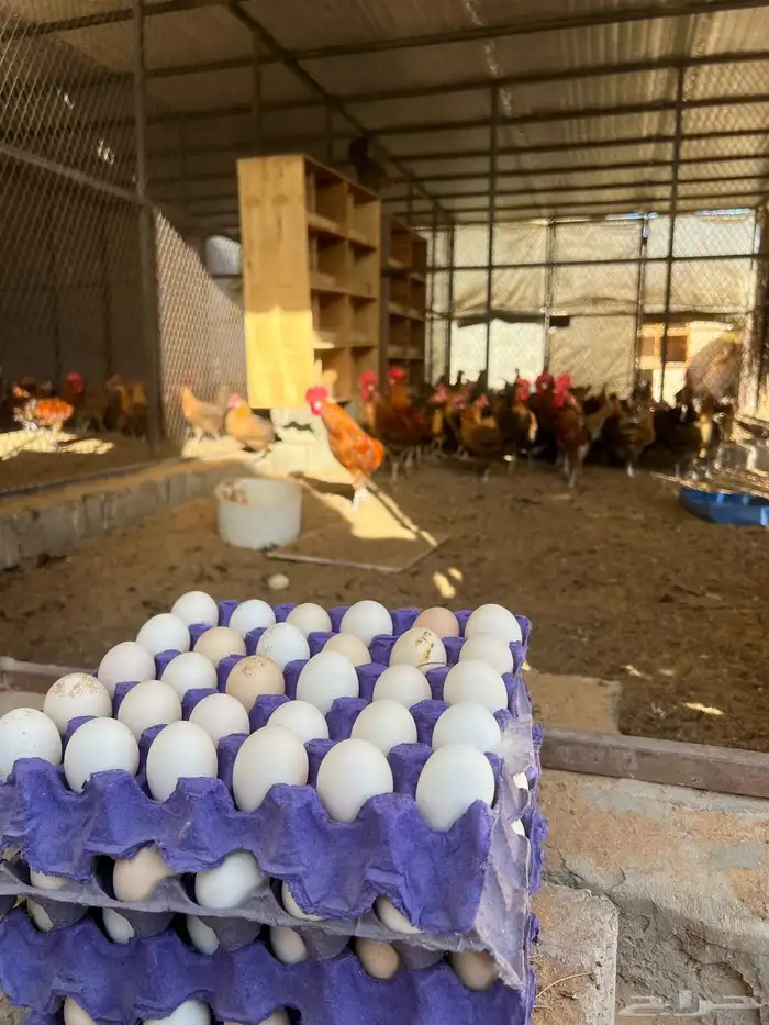 بيض دجاج فيومي 3