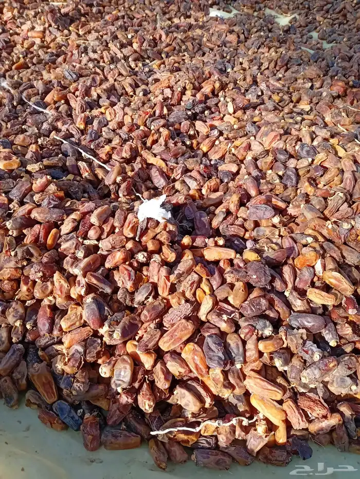 تمر ناشف علف للحلال 3