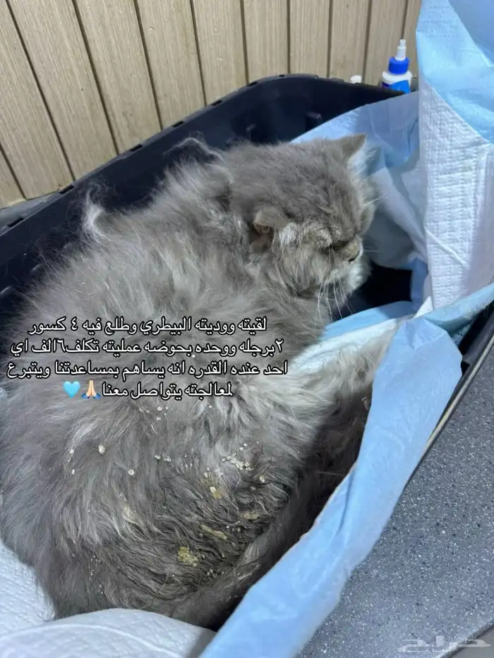 انقاذ قط يحتاج عملية 0