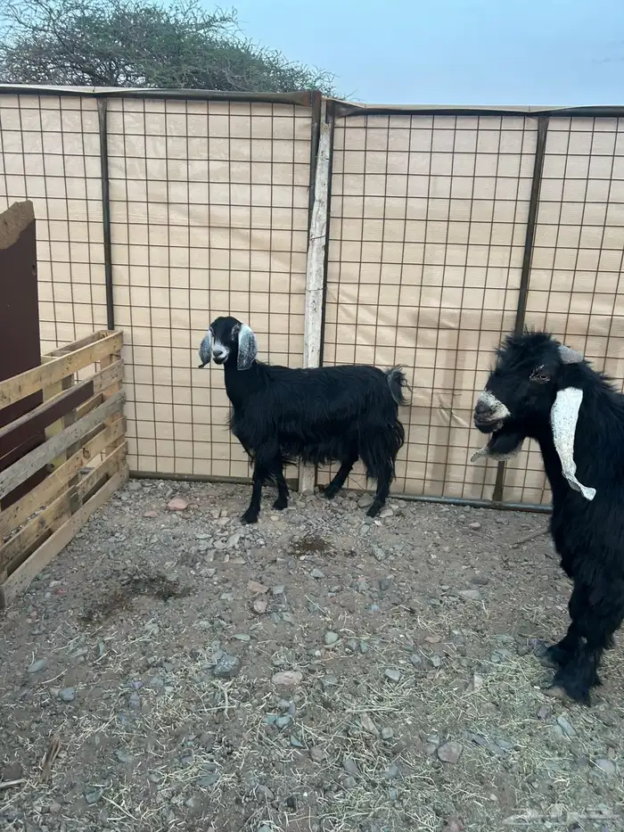 معزاء. طيبه 1