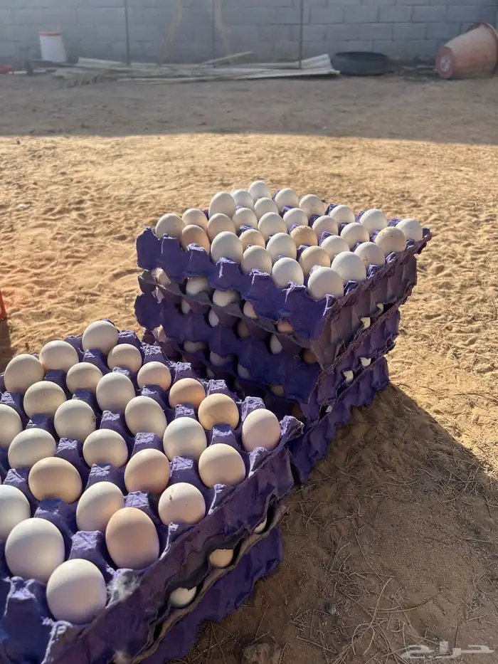 بيض دجاج فيومي 2