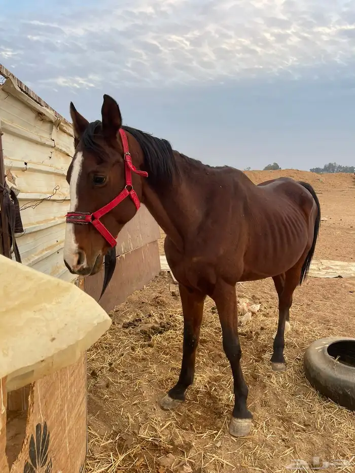 حصان انقليزي للبيع 0