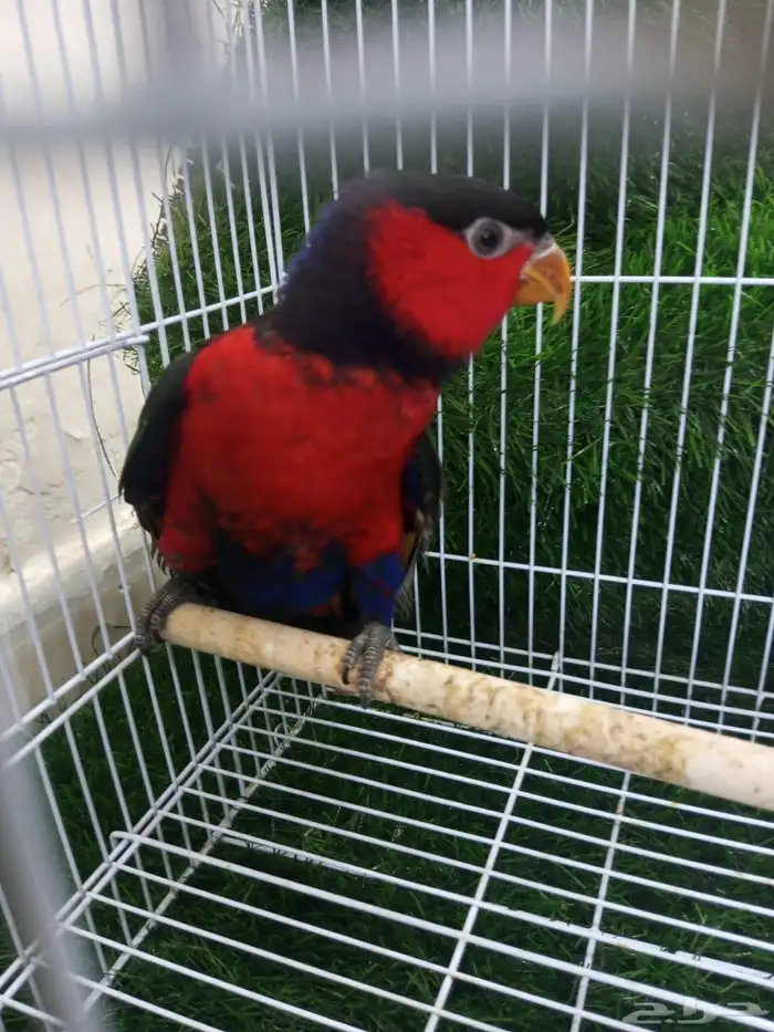 مطلوب لوري بلاك كاب ذكر منتج 2