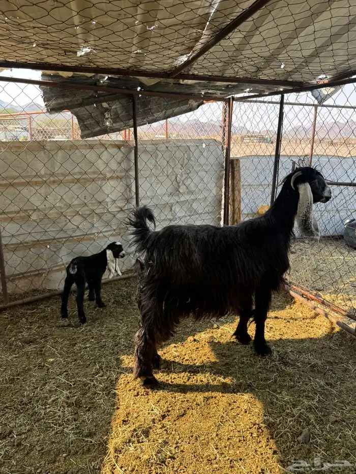 عنز عارضيه والد 1