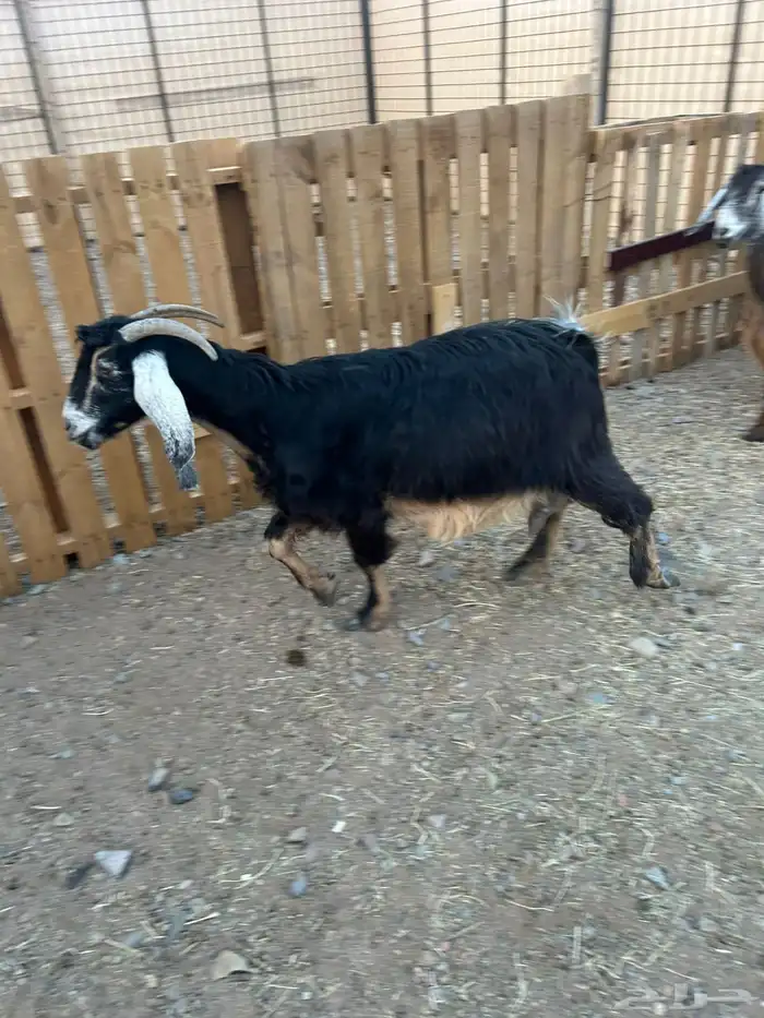 معزاء. طيبه 0