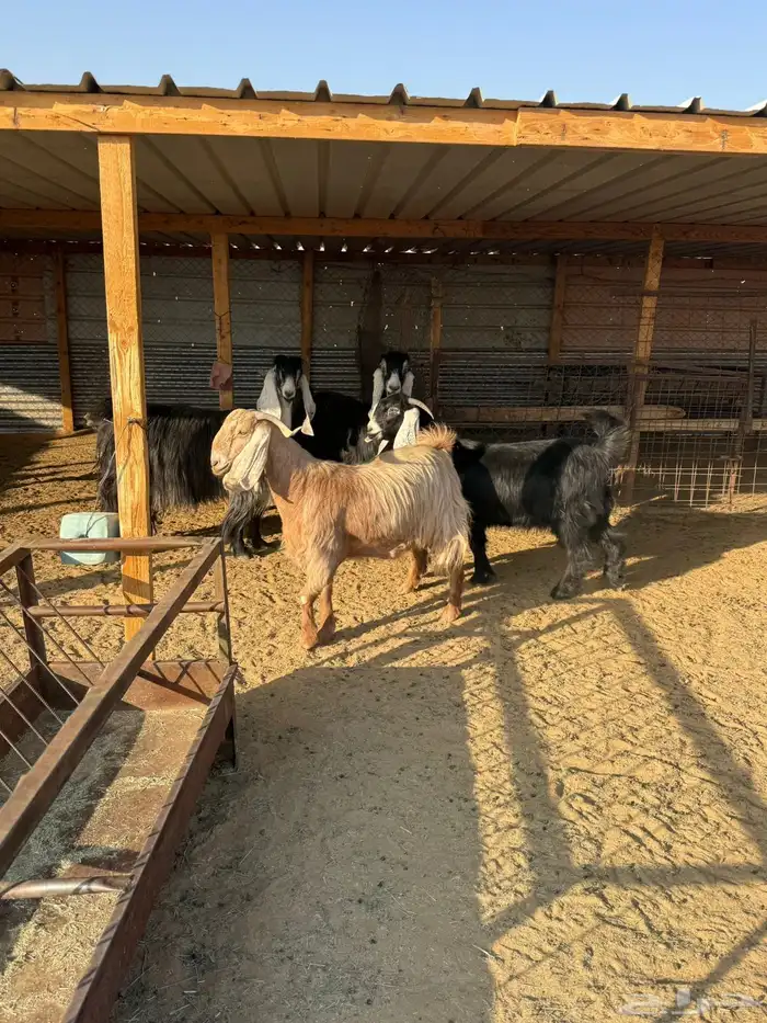 معزاء عوارض صنف 9