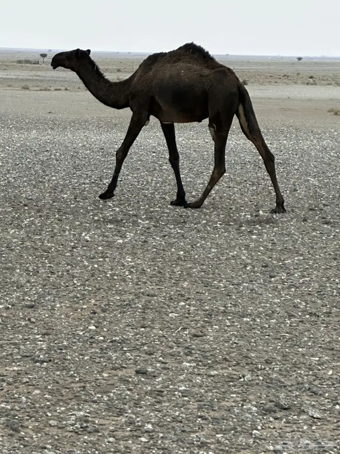 بكره مجهم للبيع 1