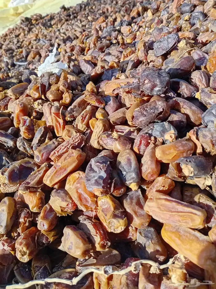 تمر ناشف علف للحلال 4