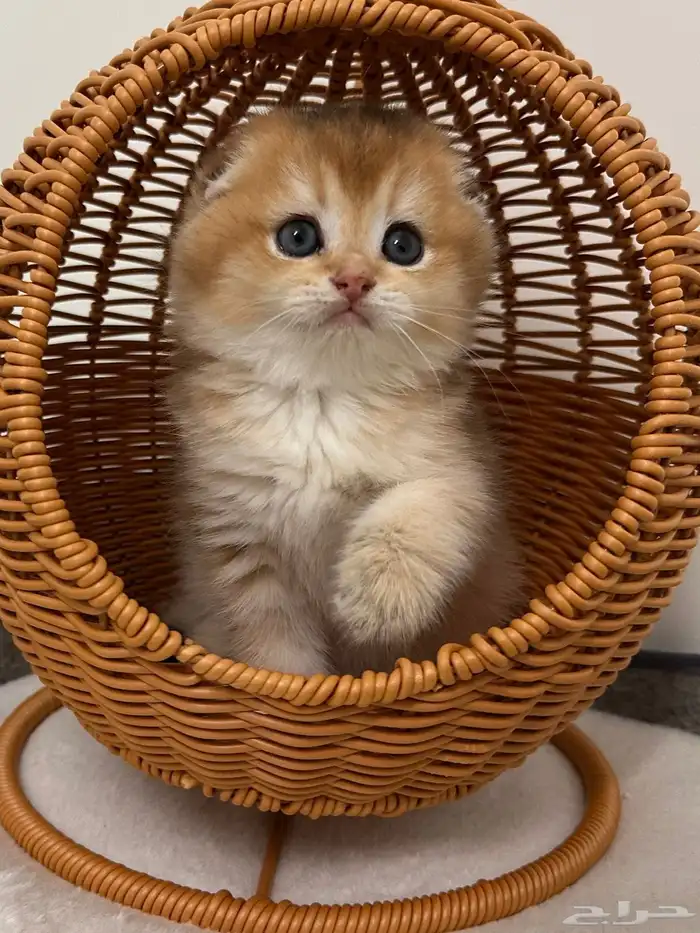 سكوتش فولد انثى عمرها شهرين مطعمه 0