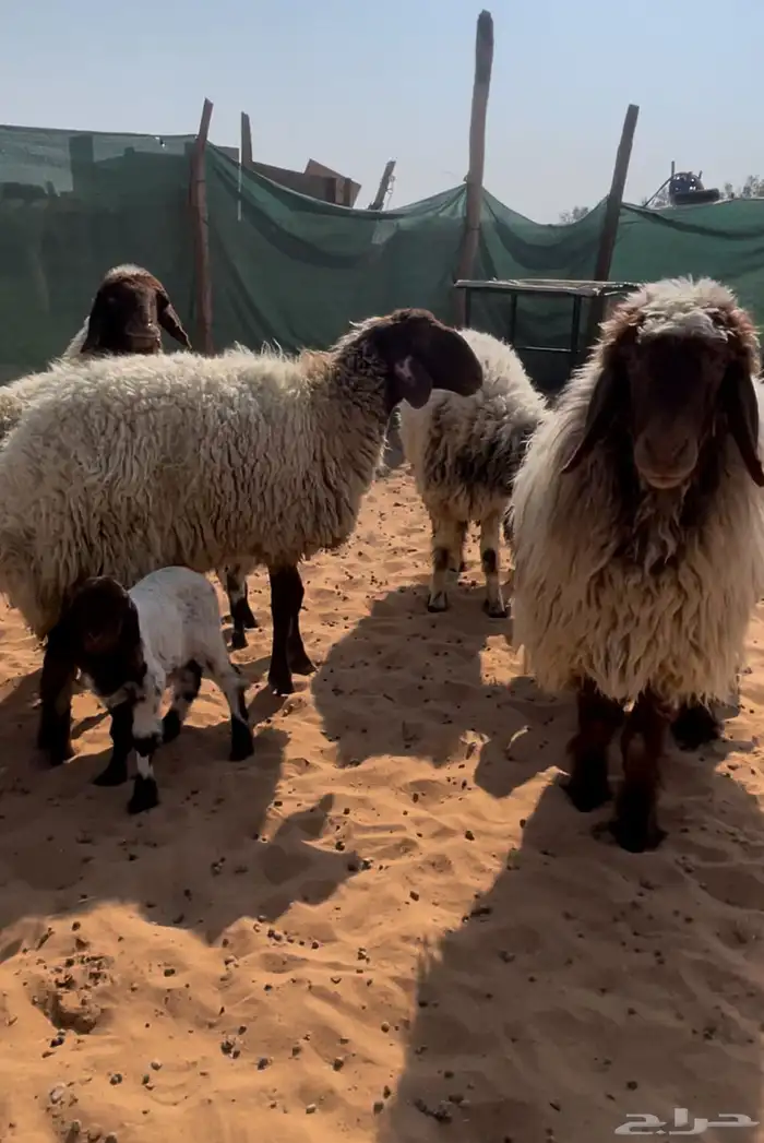 اربع متابيع ثنتين ثنيات وثنتين رباعيات يتبعها خروفين ورخلين 5