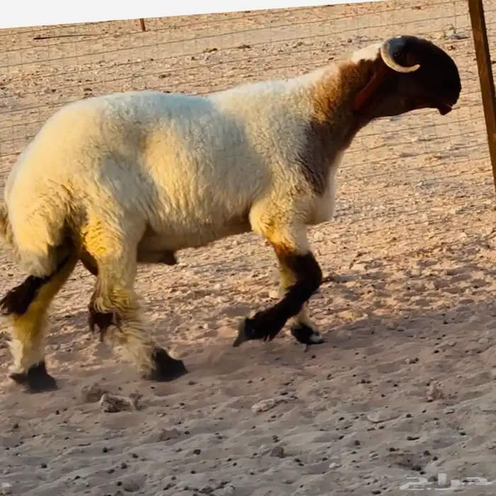 خروف فحل. صنف فاخر 1