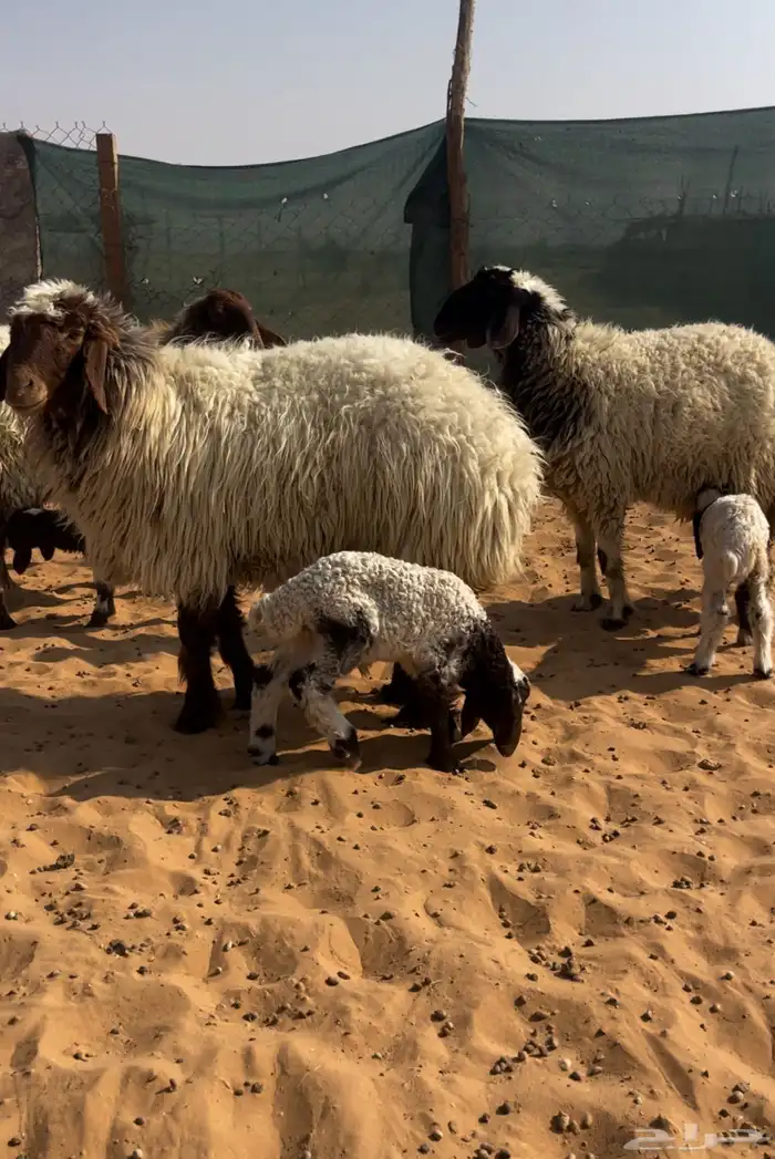 اربع متابيع ثنتين ثنيات وثنتين رباعيات يتبعها خروفين ورخلين 2