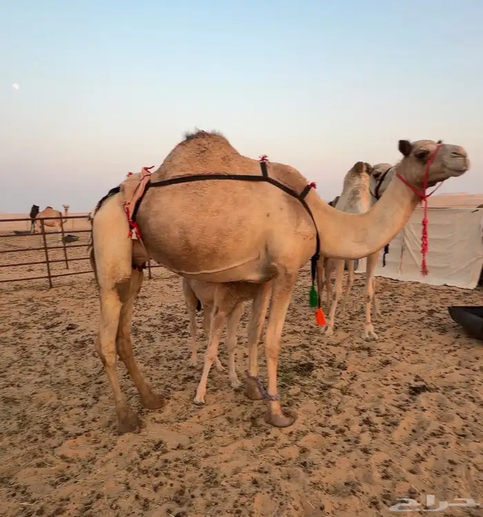 خلفه لينه سكر واجد وهديه بسم رباط 0