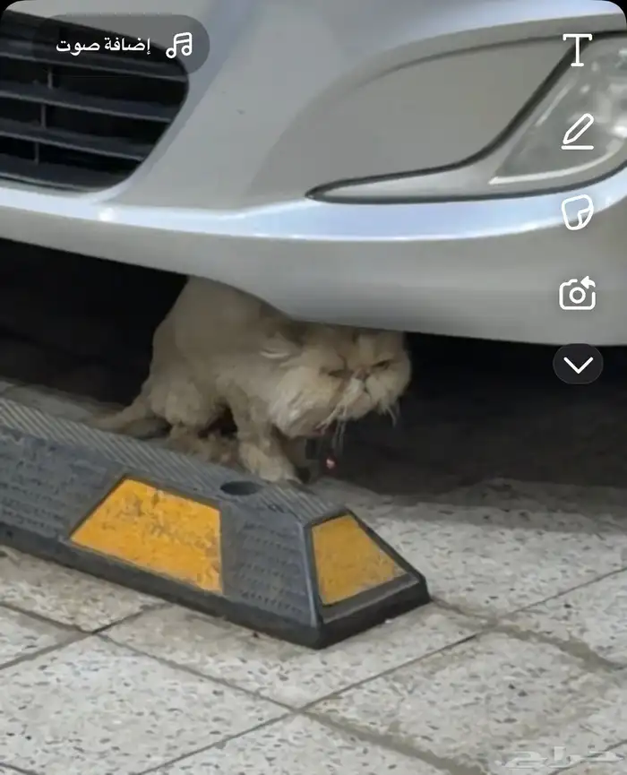 قط ضايع واضح احد مضيعه بالشافعي السبهاني 0