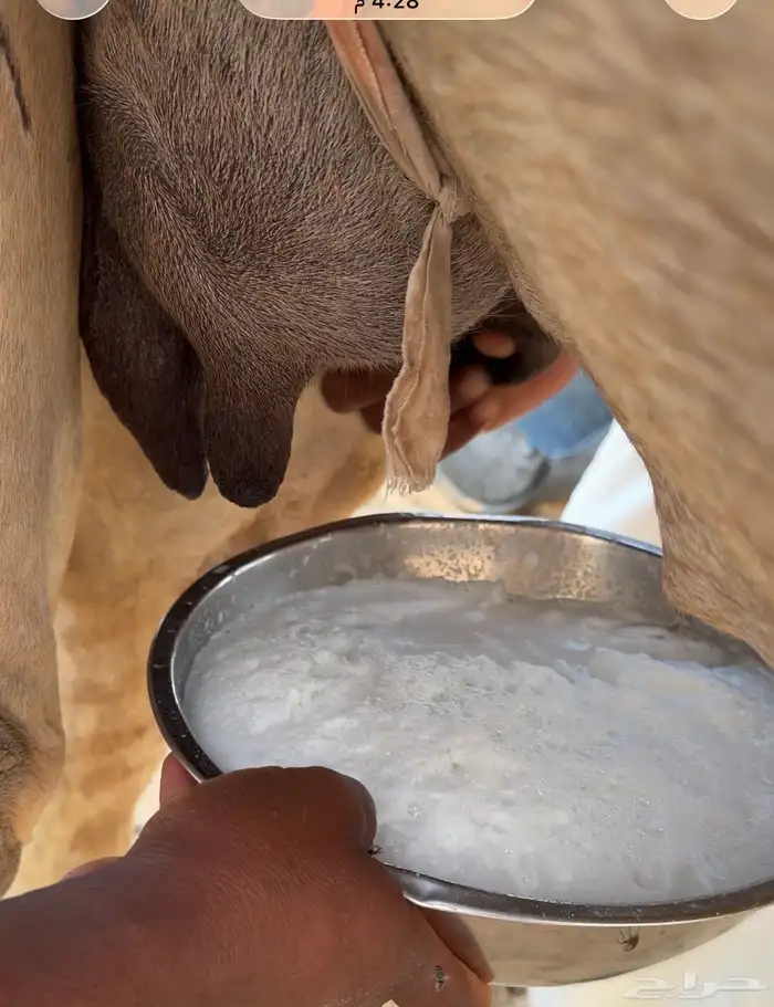 خلفه لينه سكر واجد وهديه بسم رباط 3