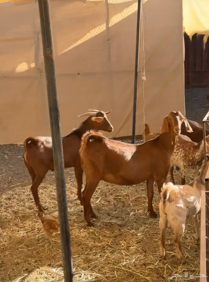 4 عنقان وتيس فحل 1