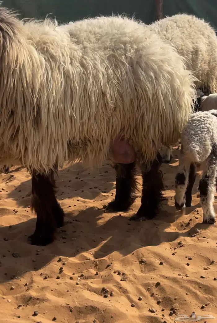 اربع متابيع ثنتين ثنيات وثنتين رباعيات يتبعها خروفين ورخلين 4