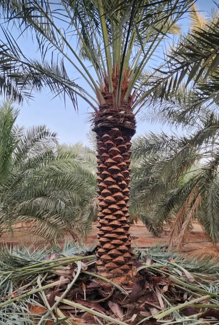 نخيل مثمر للبيع 1