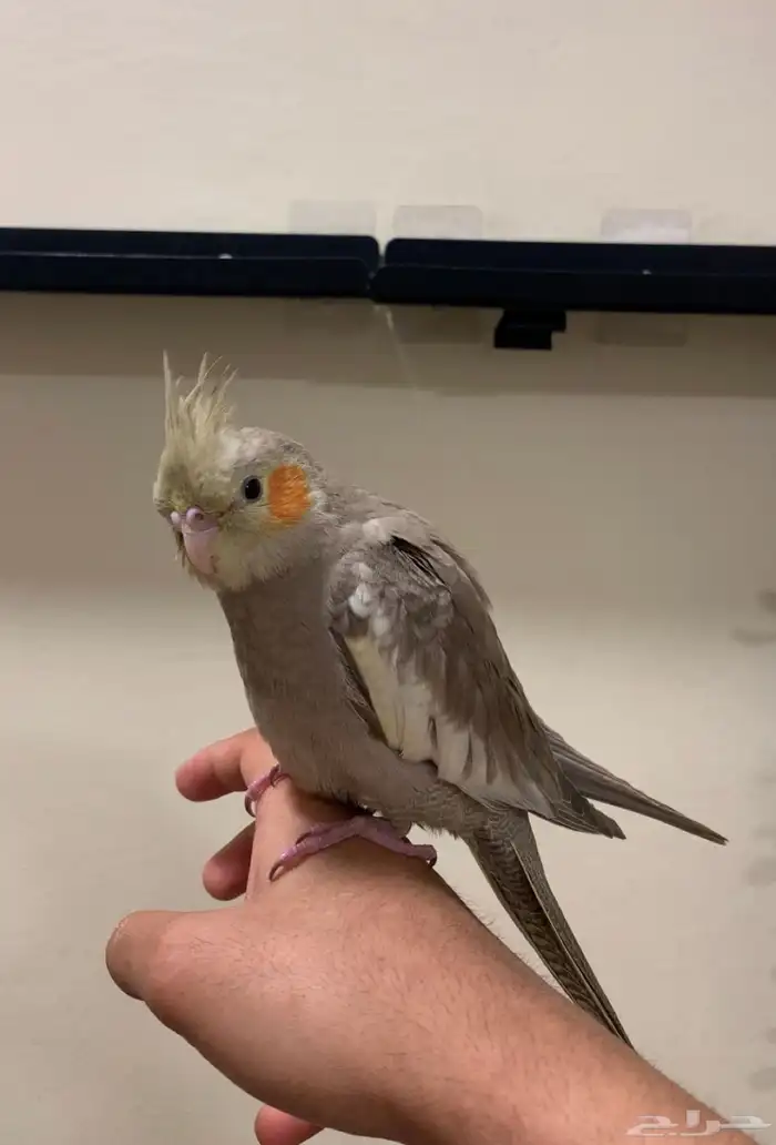 كروان سينامون اليف هدد نشبه نهاية غر (فاخر جدا عالي العال) 0