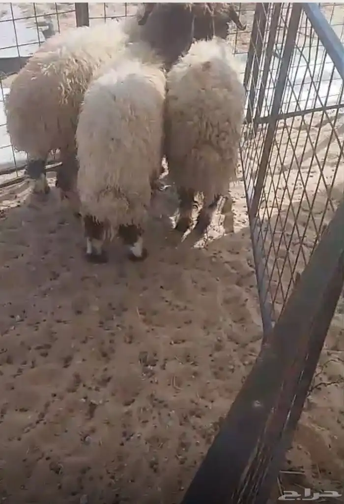 رخال جذعات 1