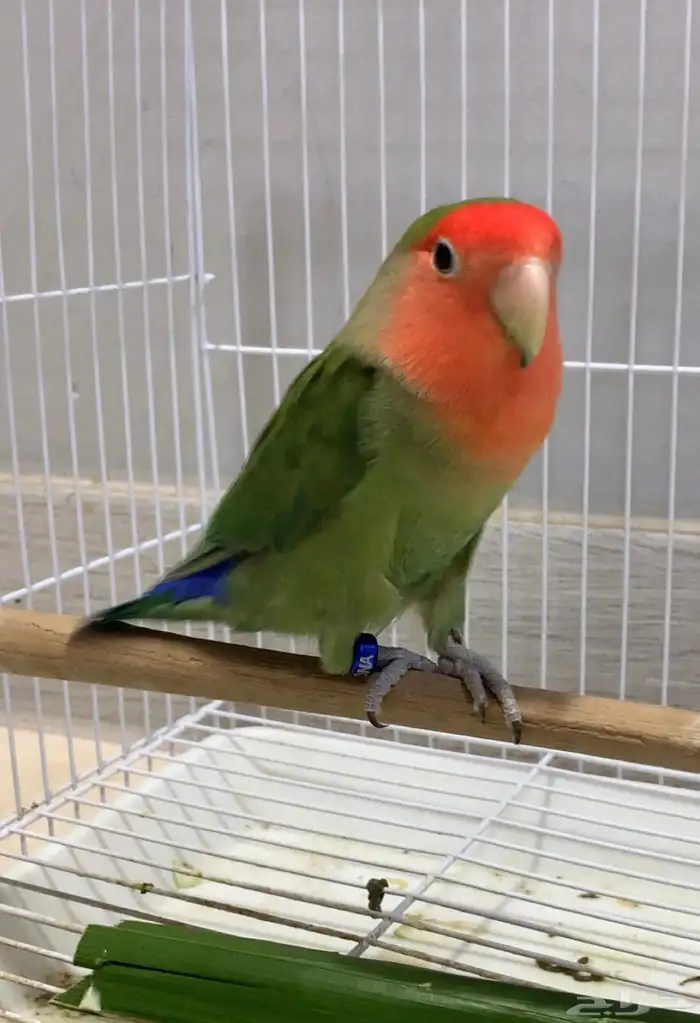 ذكر روز رد فيس قرين منتج ع الشرط فاخر (محلل DAN) 0