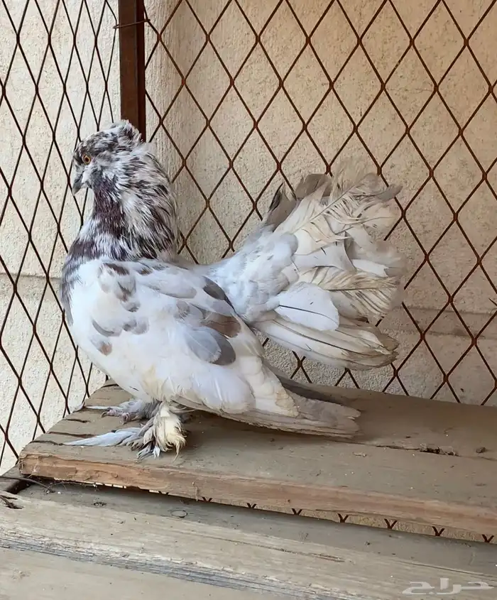 حمام ذكر رقاصي وذكر حمام شيرازي 0