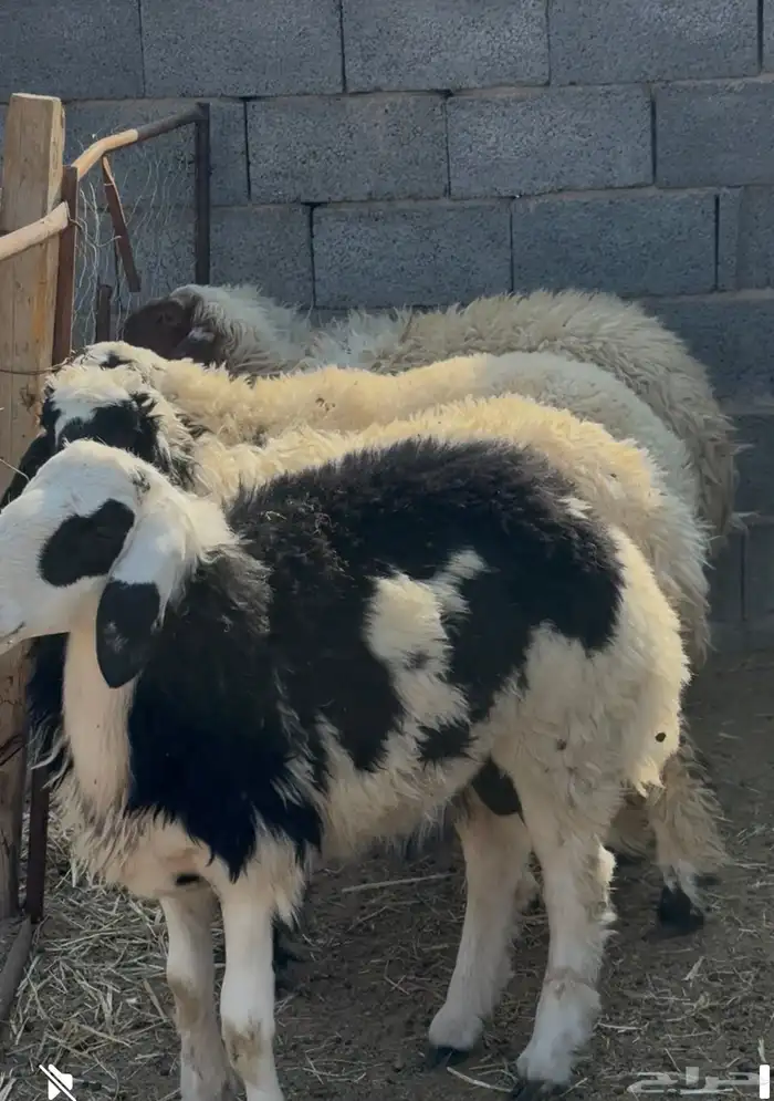 نعيم لبيع خمس رخال وخروف نظيفه مشروطه العمر من خمس شهور ال 0