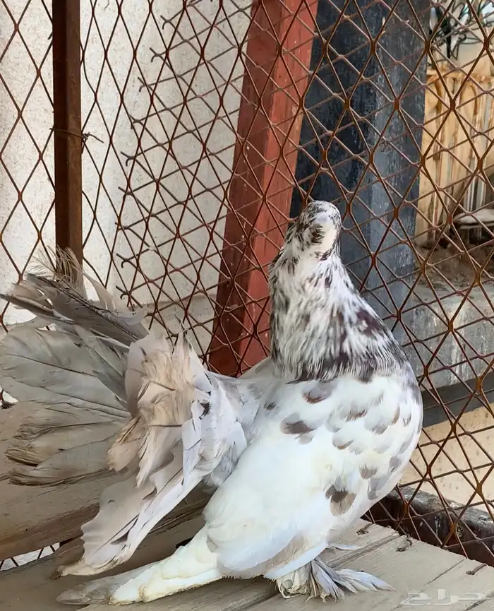 حمام ذكر رقاصي وذكر حمام شيرازي 1