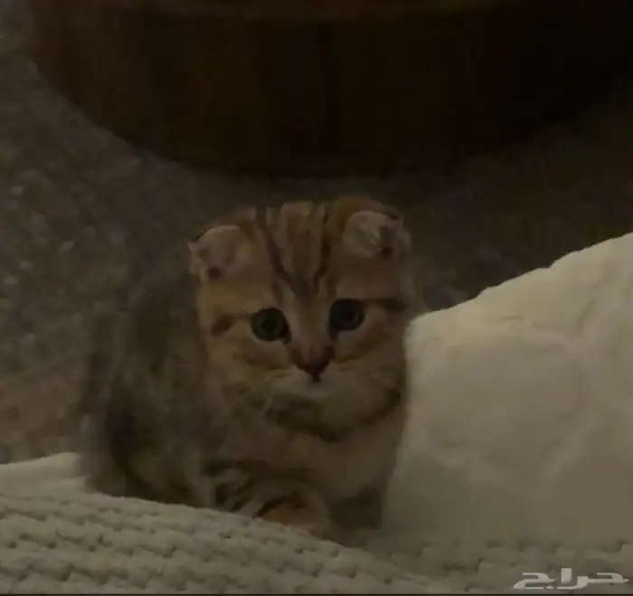 سكوتش فولد ذكر 3